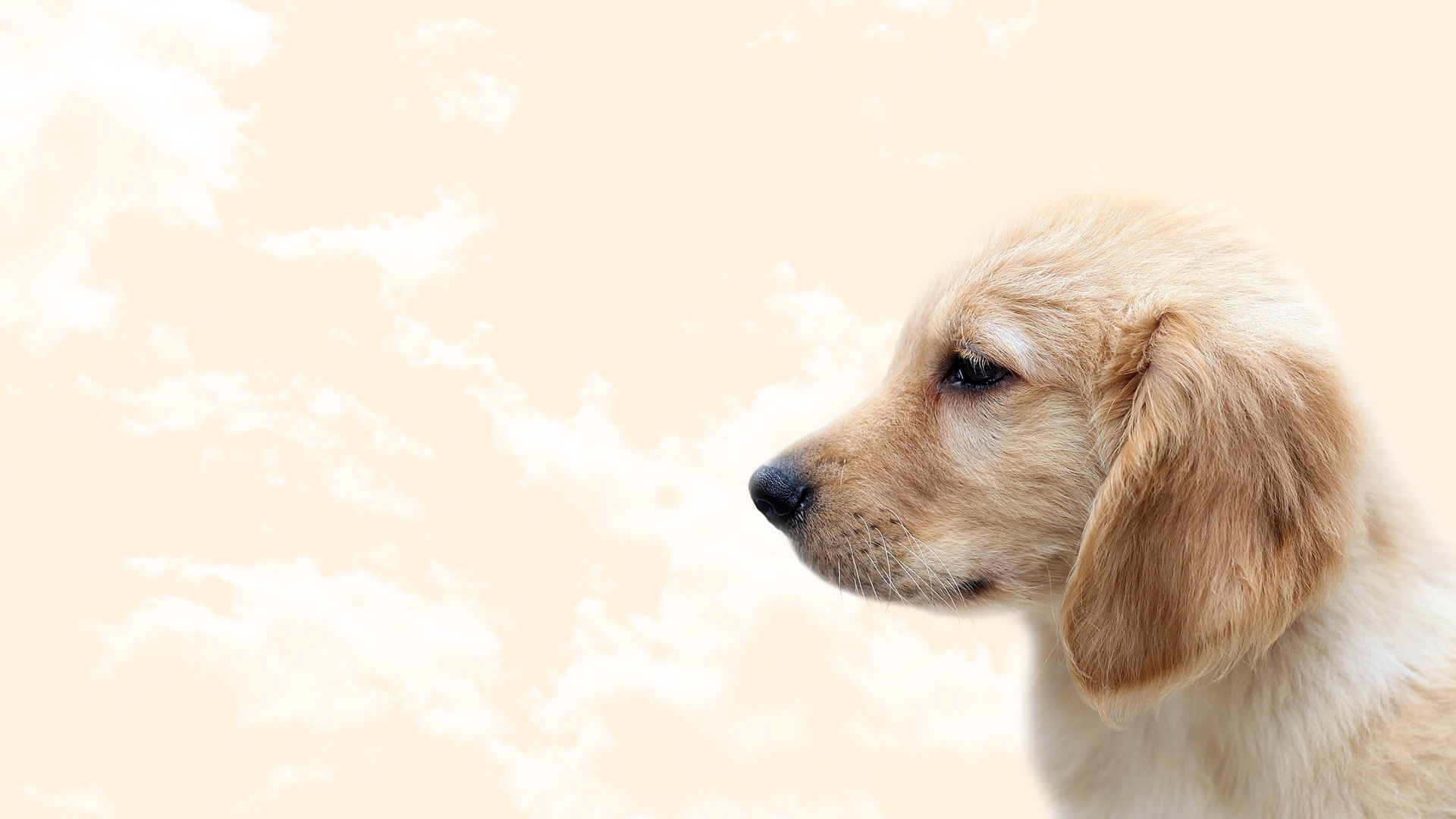 犬 ゴールデンレトリバーの画像 ジーソザイ