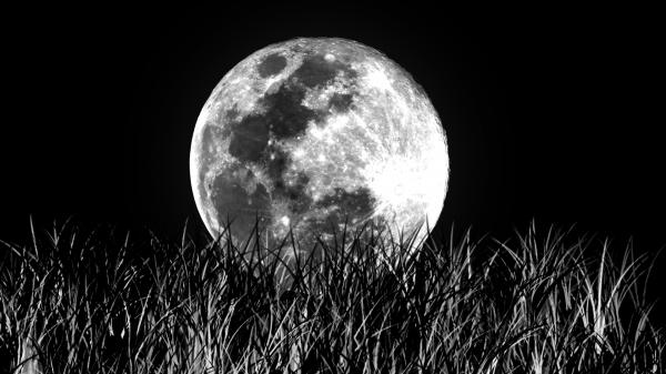 月と草のシルエット