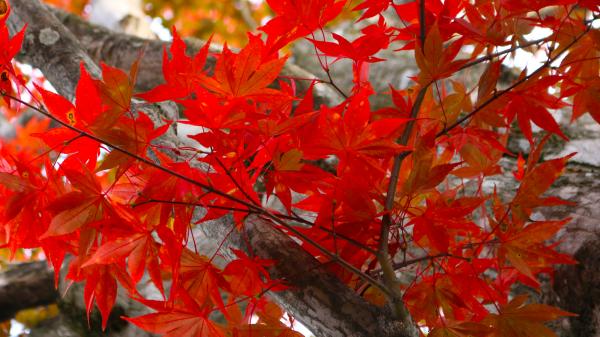深まる秋の紅葉